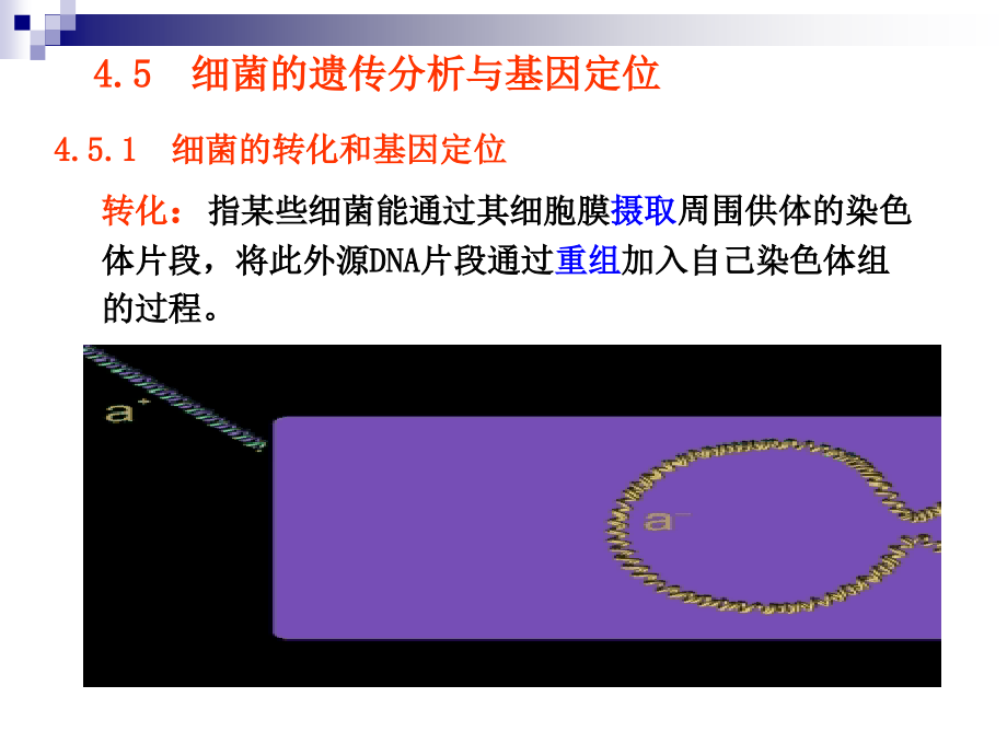 第4章遗传的制作和基因定位下p资料教程_第1页