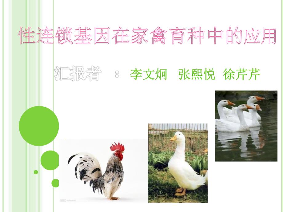 性连锁基因在家禽育种中的应用教学案例_第1页