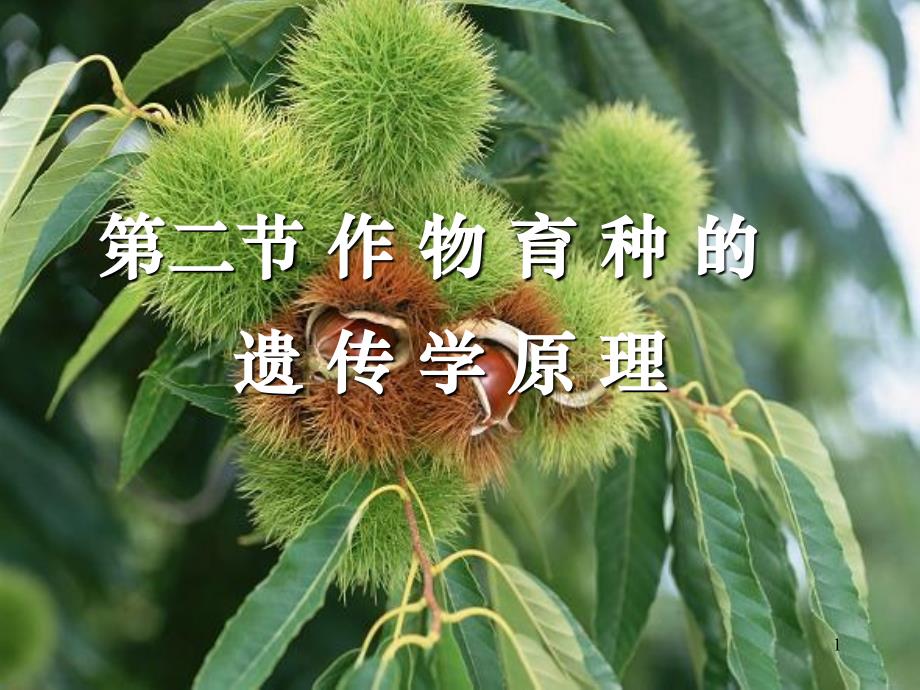 第三章-2作物育种学的遗传学原理教学案例_第1页
