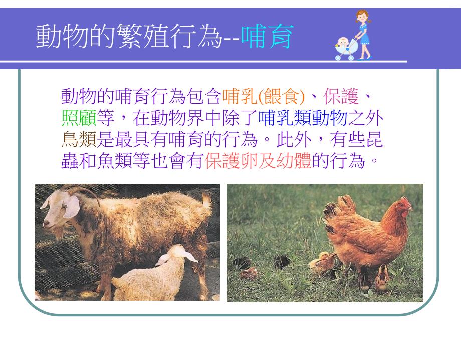 动物的繁殖行为--哺育培训教材_第1页