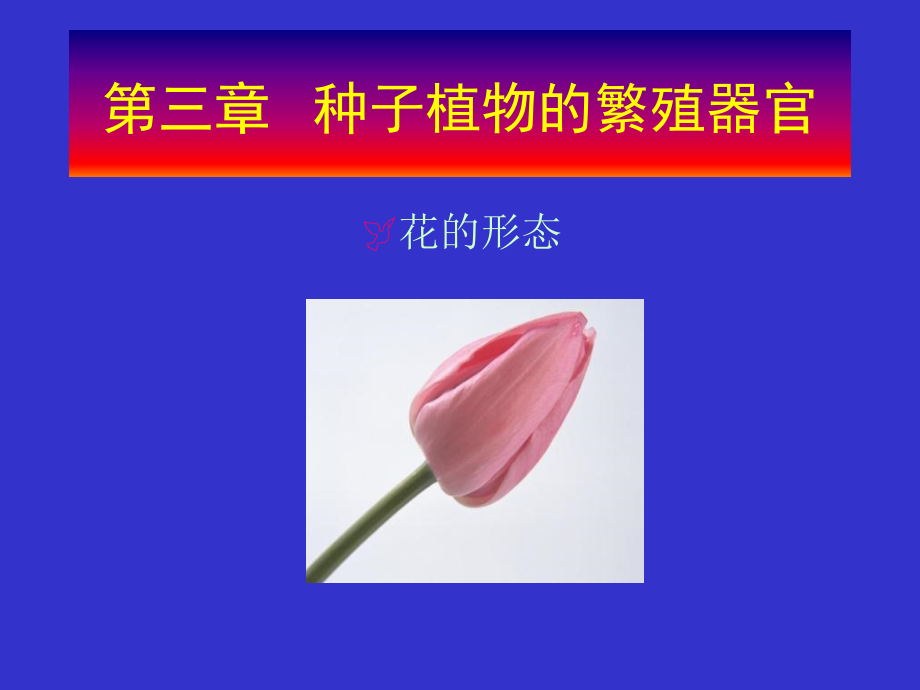 第三章种子植物的繁殖器官教学文稿_第1页