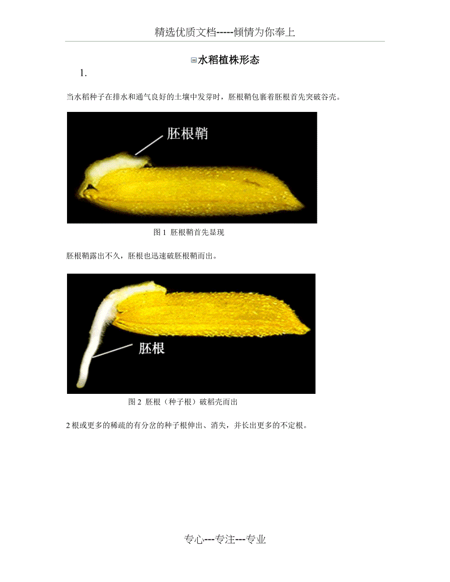 水稻的形态(共28页)_第1页