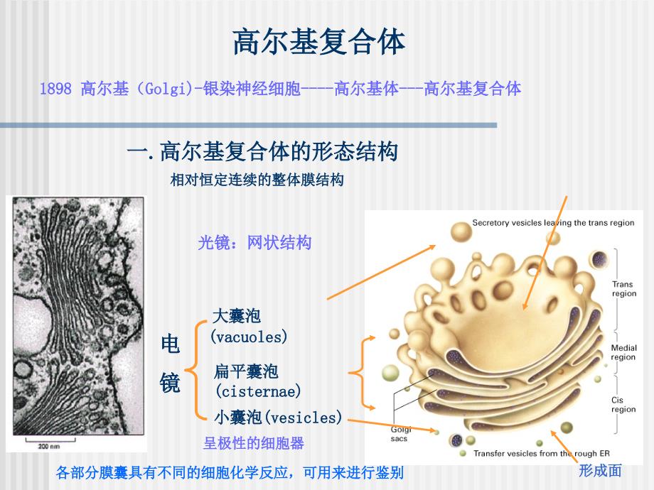 高尔基体溶酶体2011p讲义教材_第1页