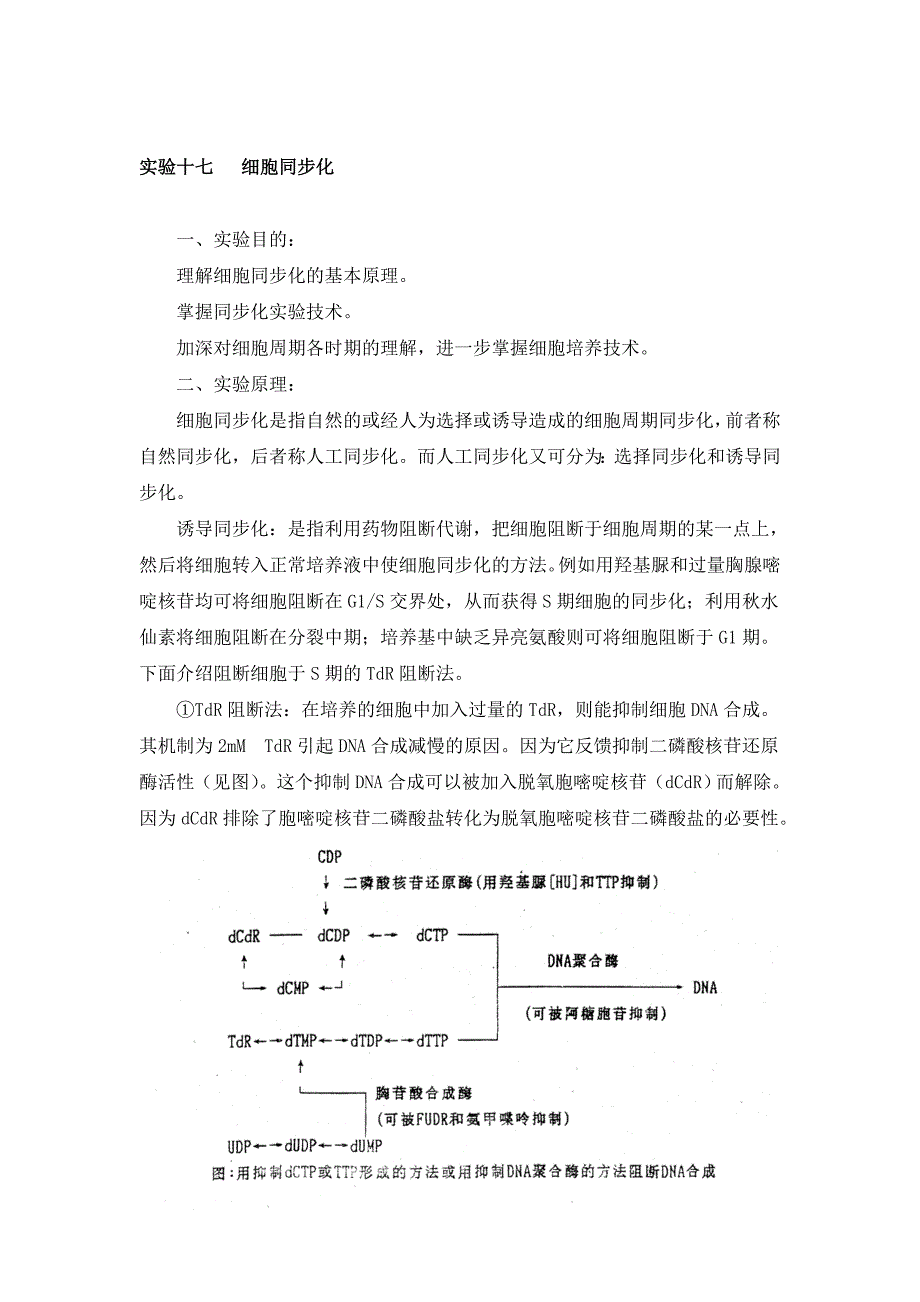 细胞同步化实验原理及步骤_第1页