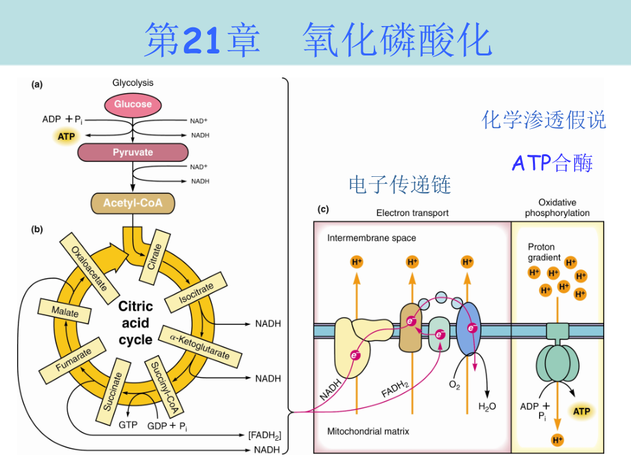 (高级生物化学)第21章--氧化磷酸化(XXXX_第1页