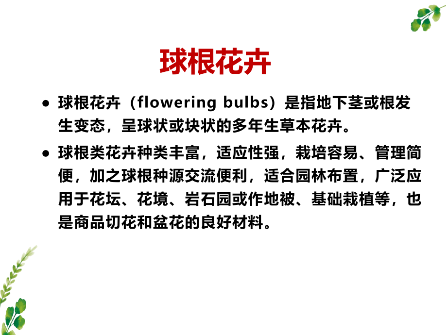 05 球根花卉zy_第1页