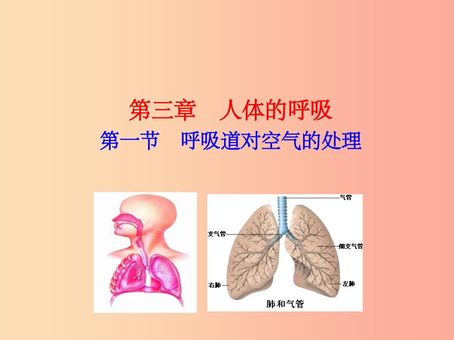 七年级生物下册-第四单元-生物圈中的人-第三章-人体的呼吸-第一节-呼吸道对空气的处理教学-新人教版_第1页