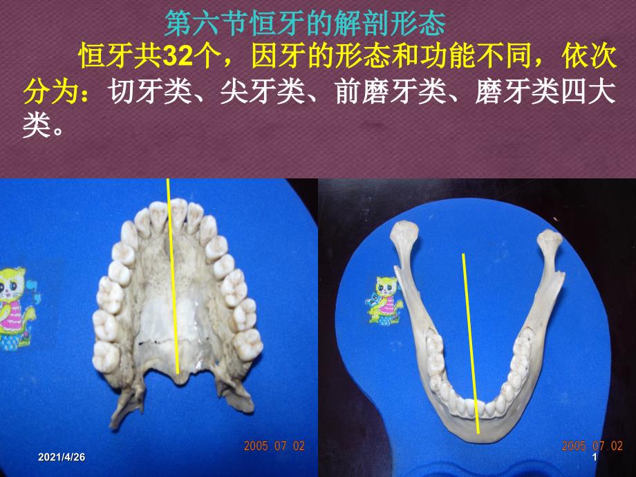 口腔切牙解剖形态精品课件医学课件_第1页