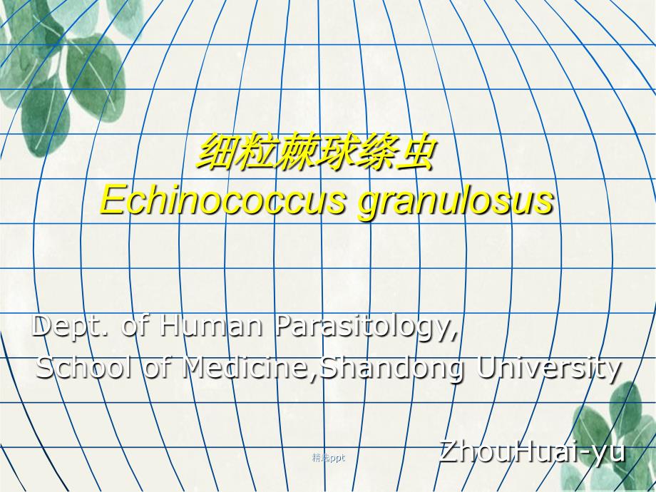 细粒棘球绦虫Echinococcusgranulosu_第1页