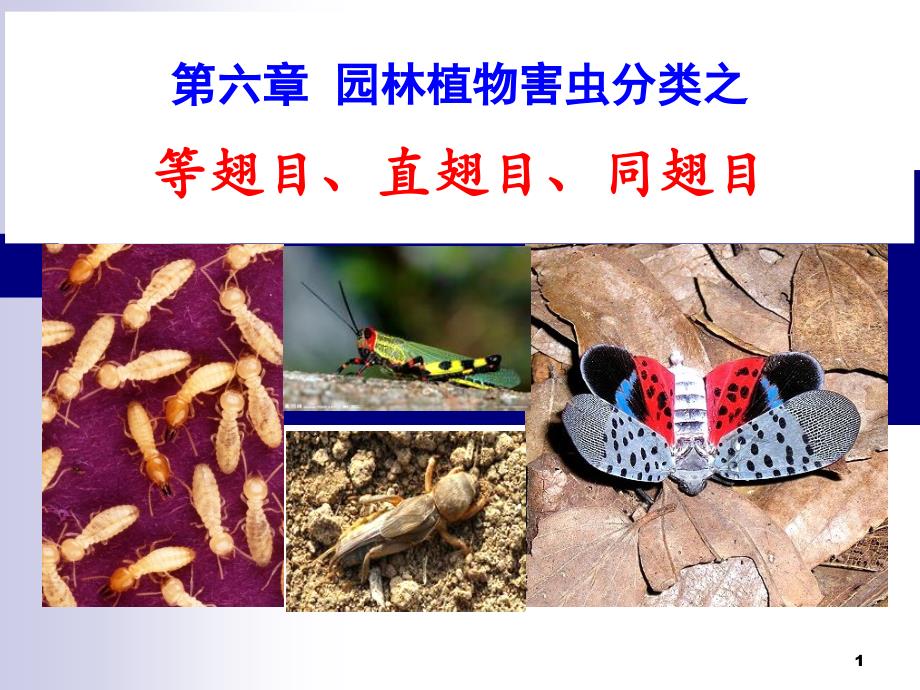 第六章园林植物害虫分类-等、直、同_第1页