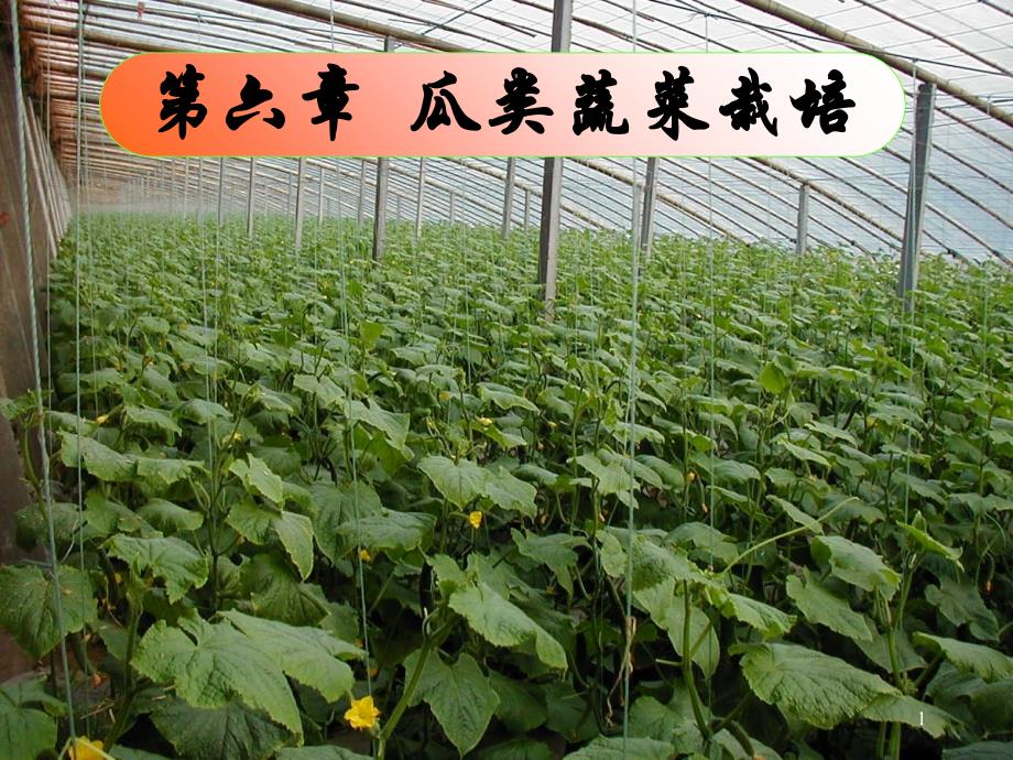 第七瓜类蔬菜栽培(新)PPT课件_第1页
