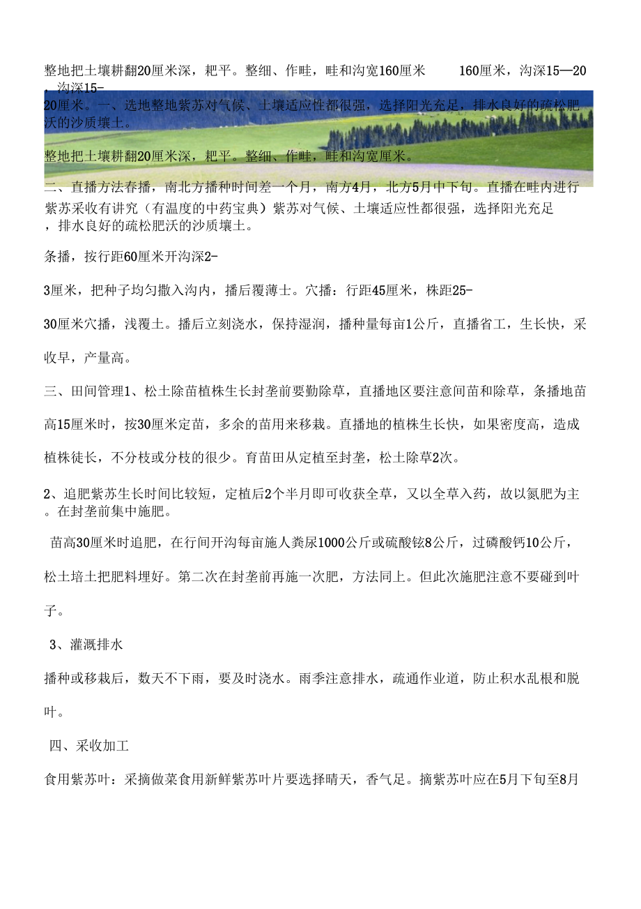 紫苏采收有讲究(有温的中药宝典)_第1页