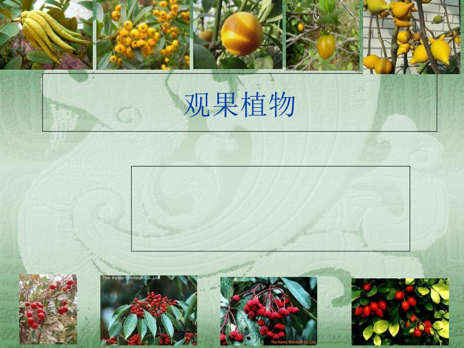 观果植物2讲解材料_第1页