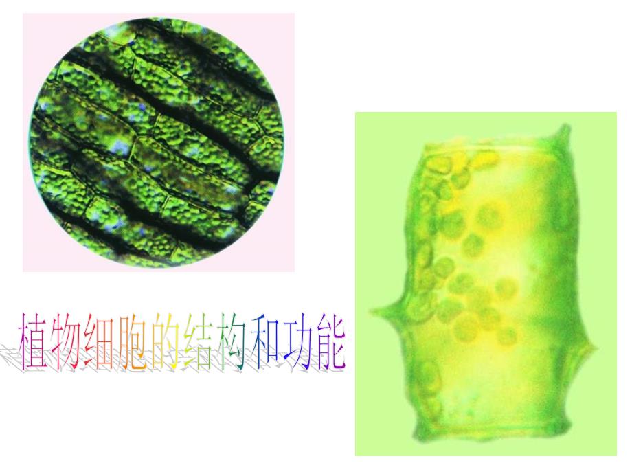 洋葱鳞片叶表皮细胞的结构3培训教材_第1页