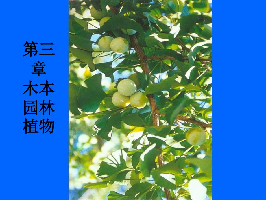 第三章木本园林植物1教案资料_第1页