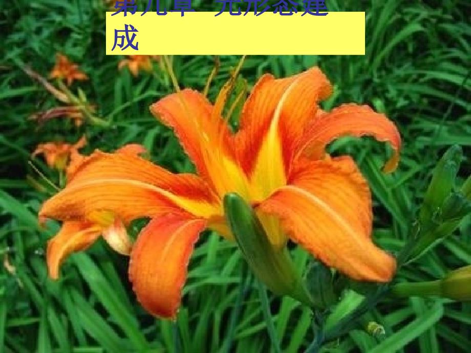 第九章 光形态建成【精选-】_第1页