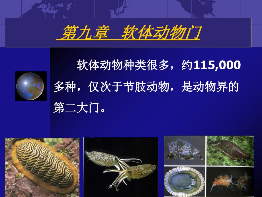 软体动物特征与进化地位资料讲解_第1页
