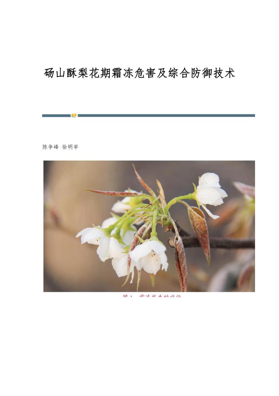 砀山酥梨花期霜冻危害及综合防御技术_第1页