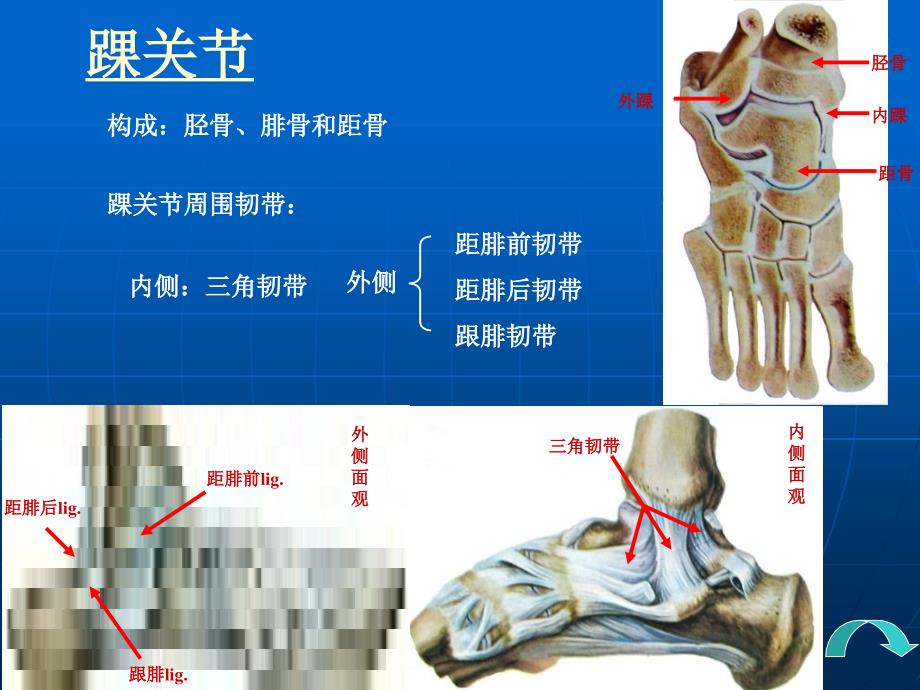 四肢PP课件3教学材料_第1页