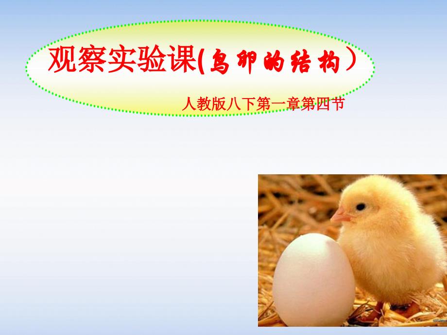 实验观察课--鸟卵的结构-课件_第1页