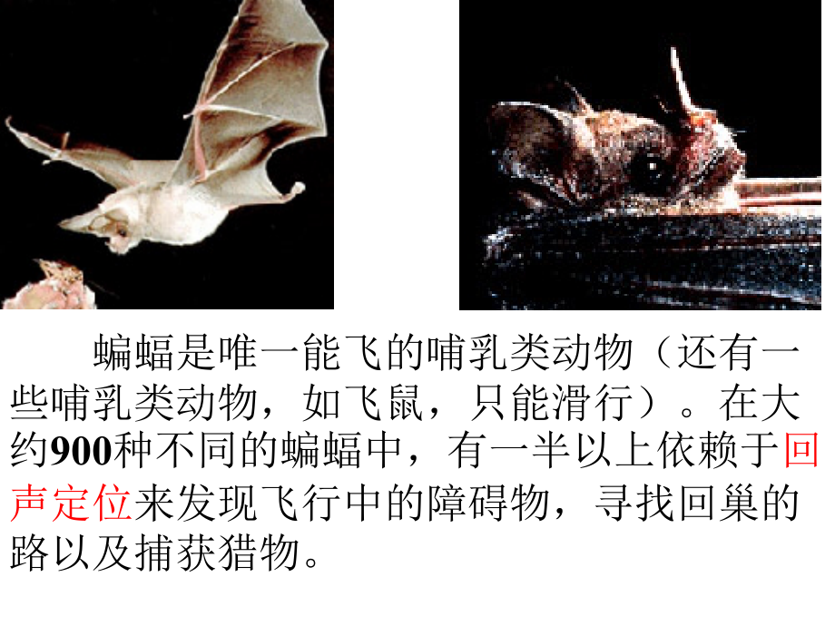 26、蝙蝠和雷达_第1页