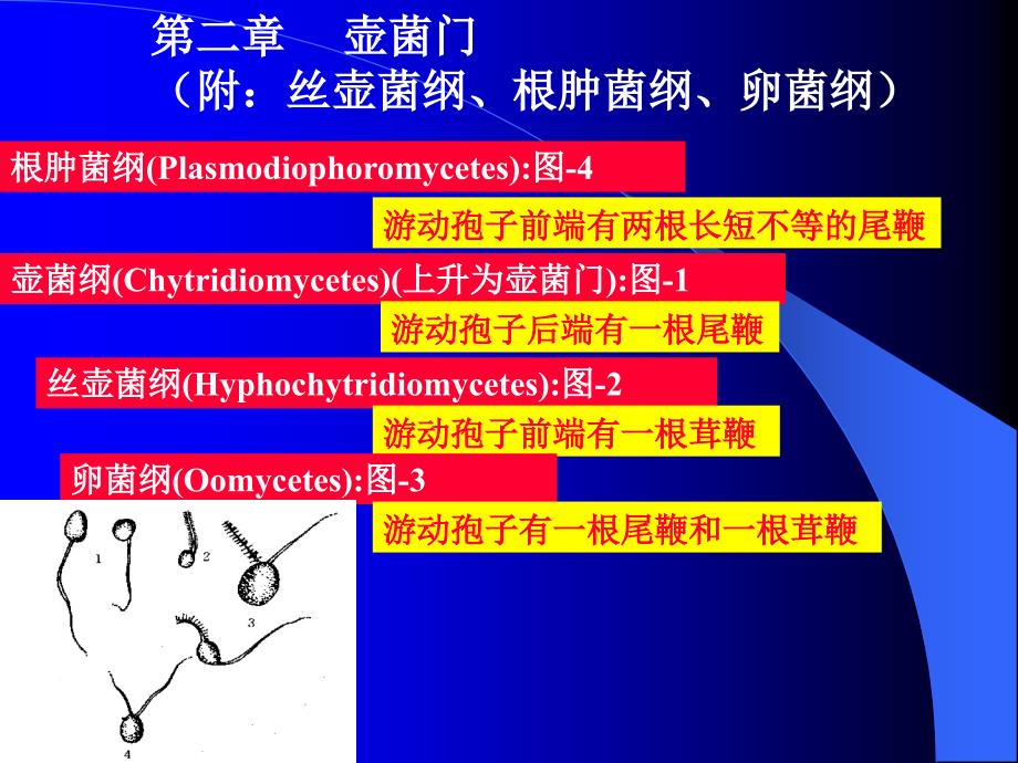 第二章--壶菌门_第1页
