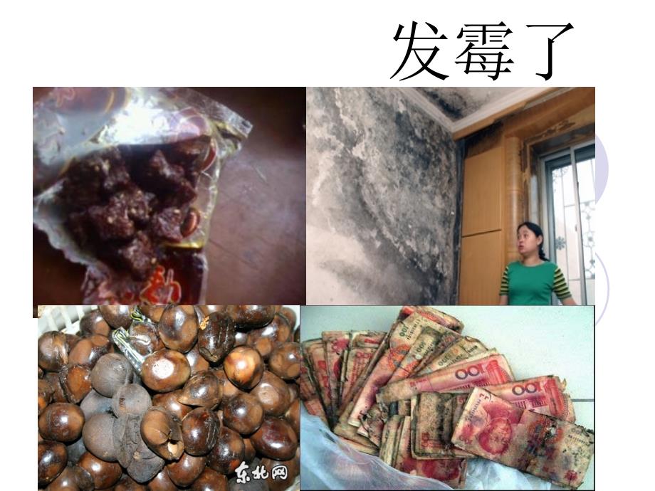 橙红色或黑色直立菌丝顶端呈扫帚状孢子绿色青霉课件_第1页