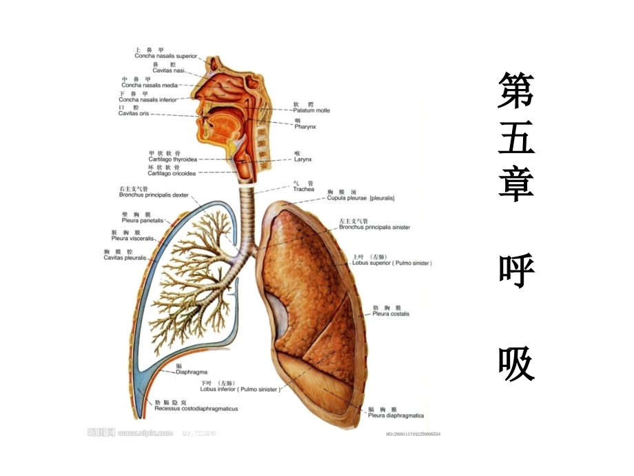 生理学 第5章 呼吸_第1页