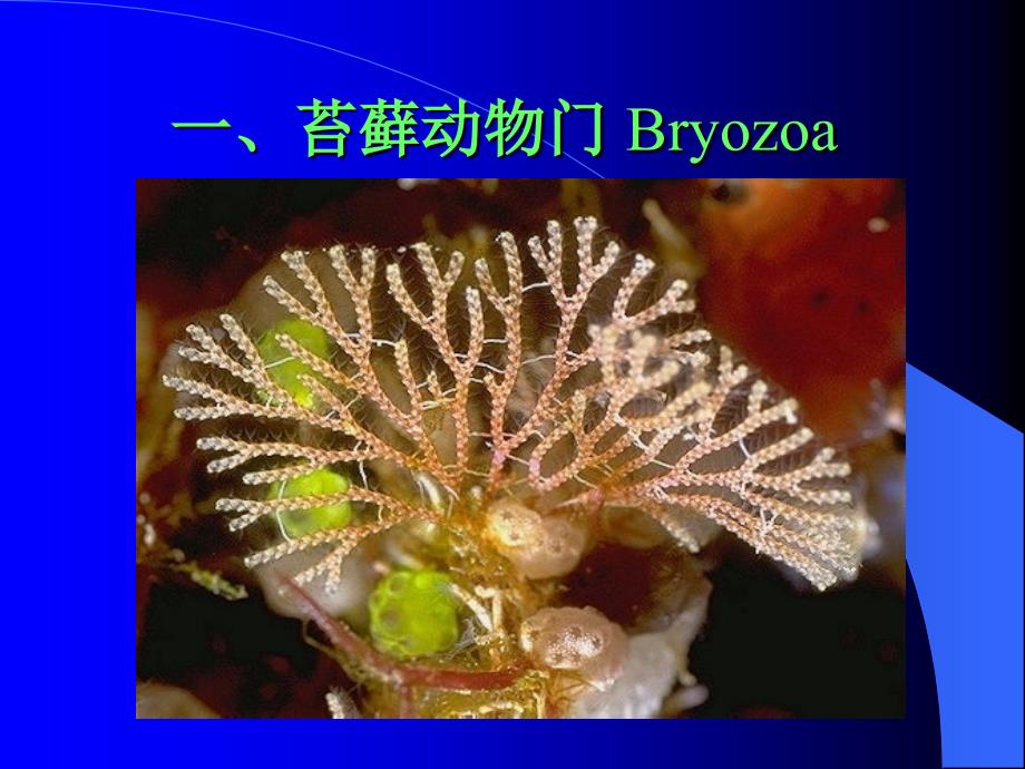 苔藓动物门_第1页