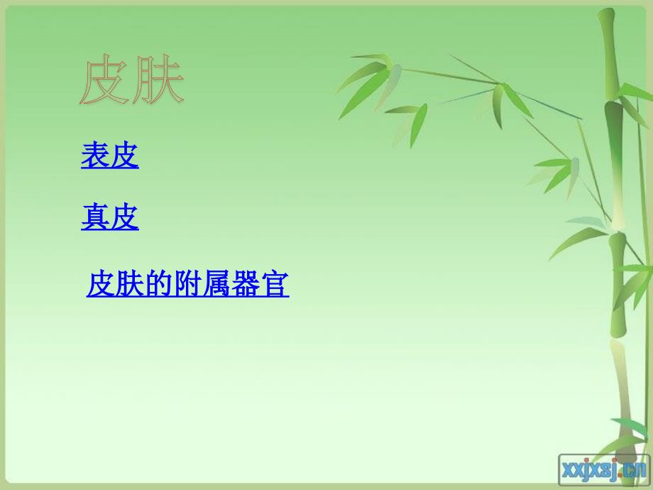 《组织学与胚胎学》实验课件：皮肤_第1页