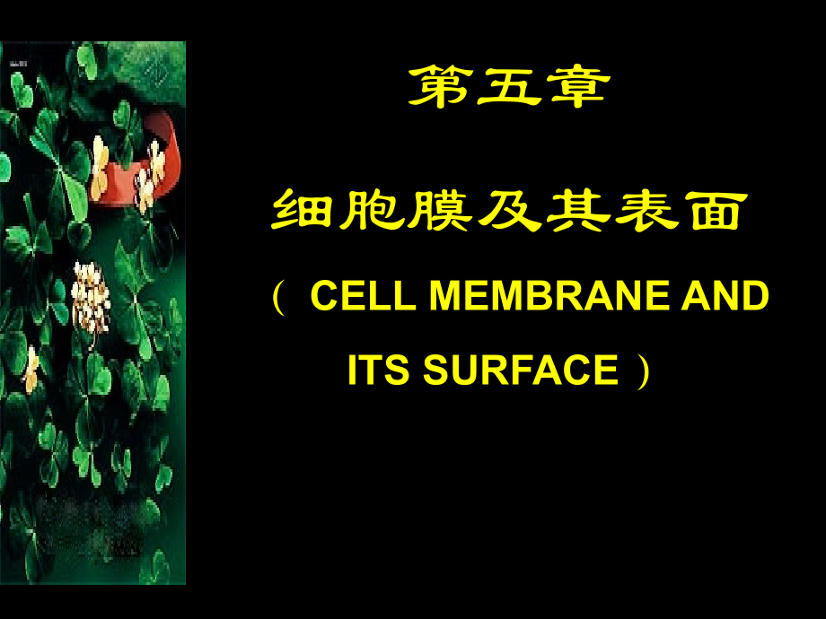 《医学细胞生物学》课件：第五章 细胞膜及其表面（ CELL MEMBRANE AND ITS SURFACE ）_第1页