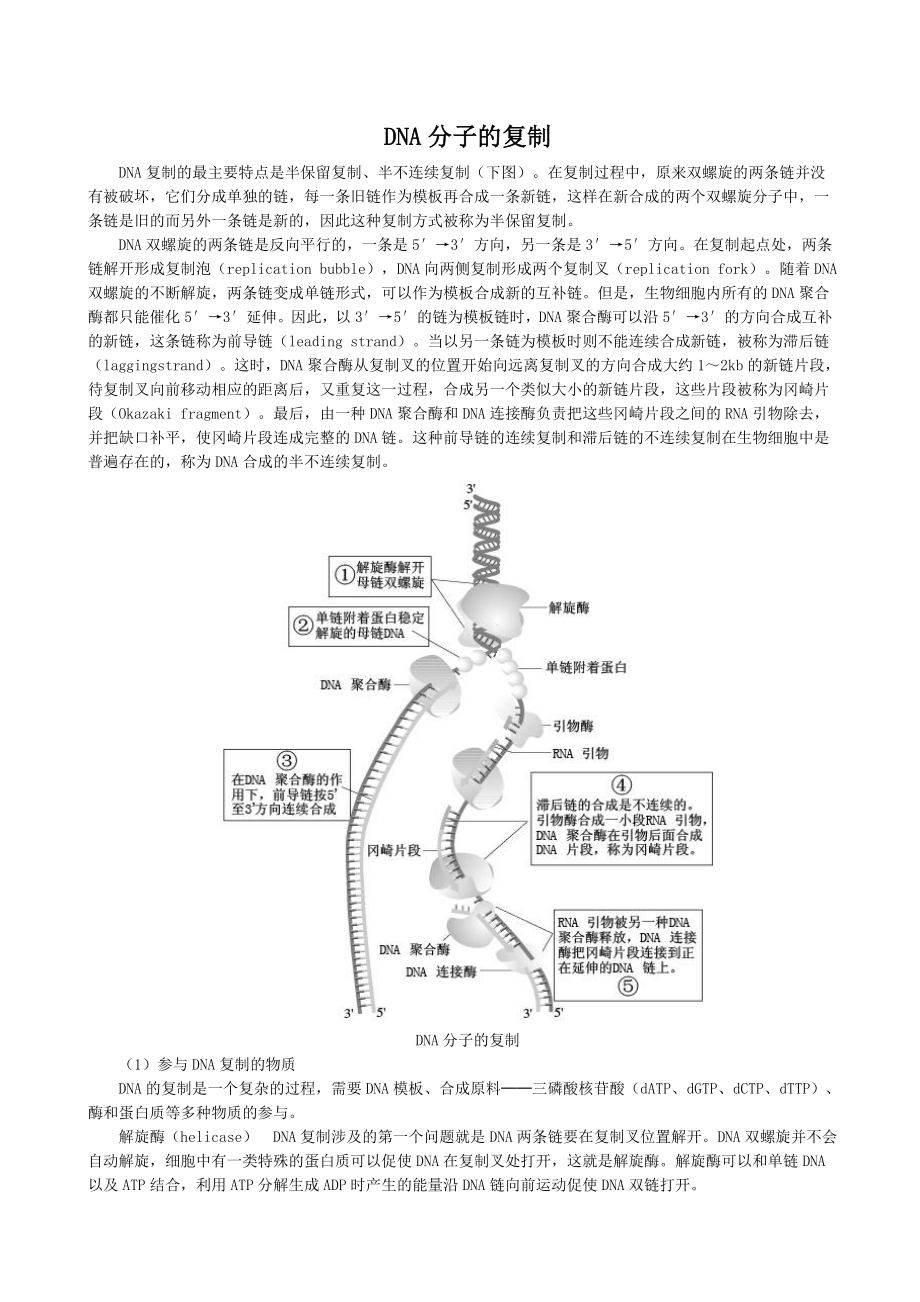 配套中学教材全解—DNA分子的复制 资源分享（人教版必修2）_第1页