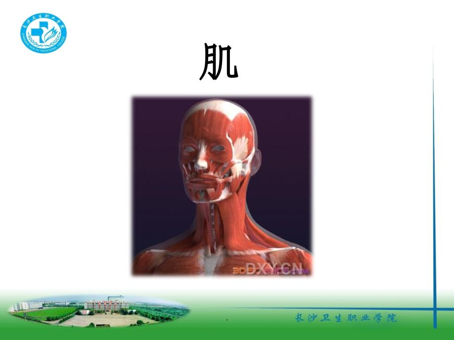 颌面部肌肉ppt课件_第1页