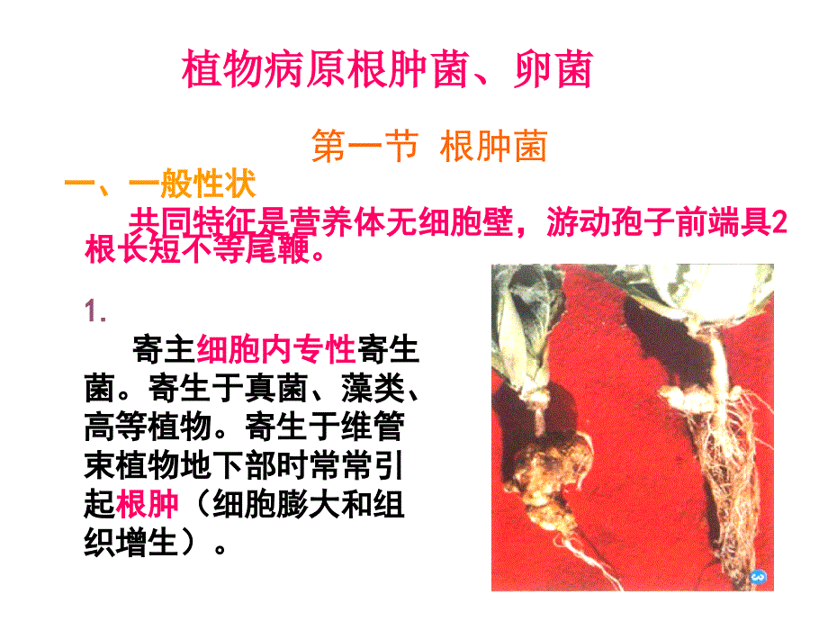 普通植物病理学根肿菌与卵菌ppt课件_第1页