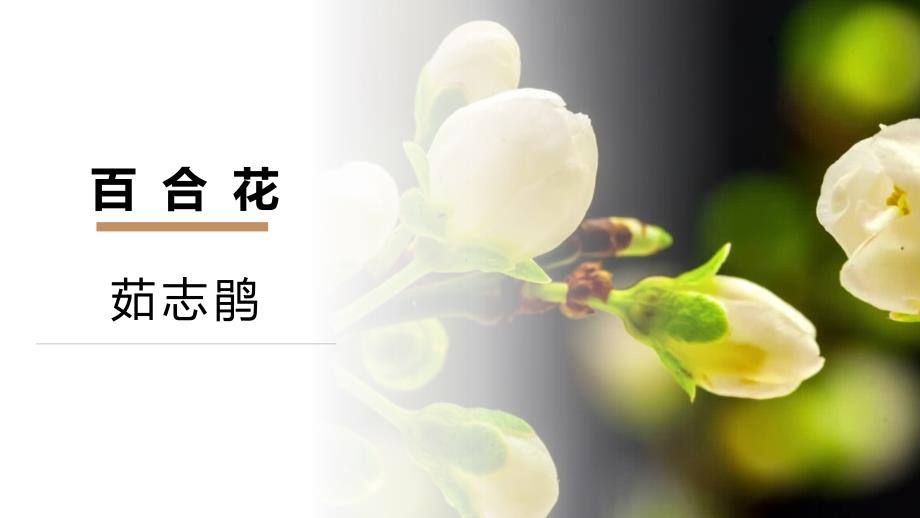 【高中语文】《百合花》课件35张+统编版+必修上册_第1页