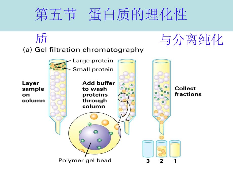高级生物化学-蛋白质性质和分离_第1页