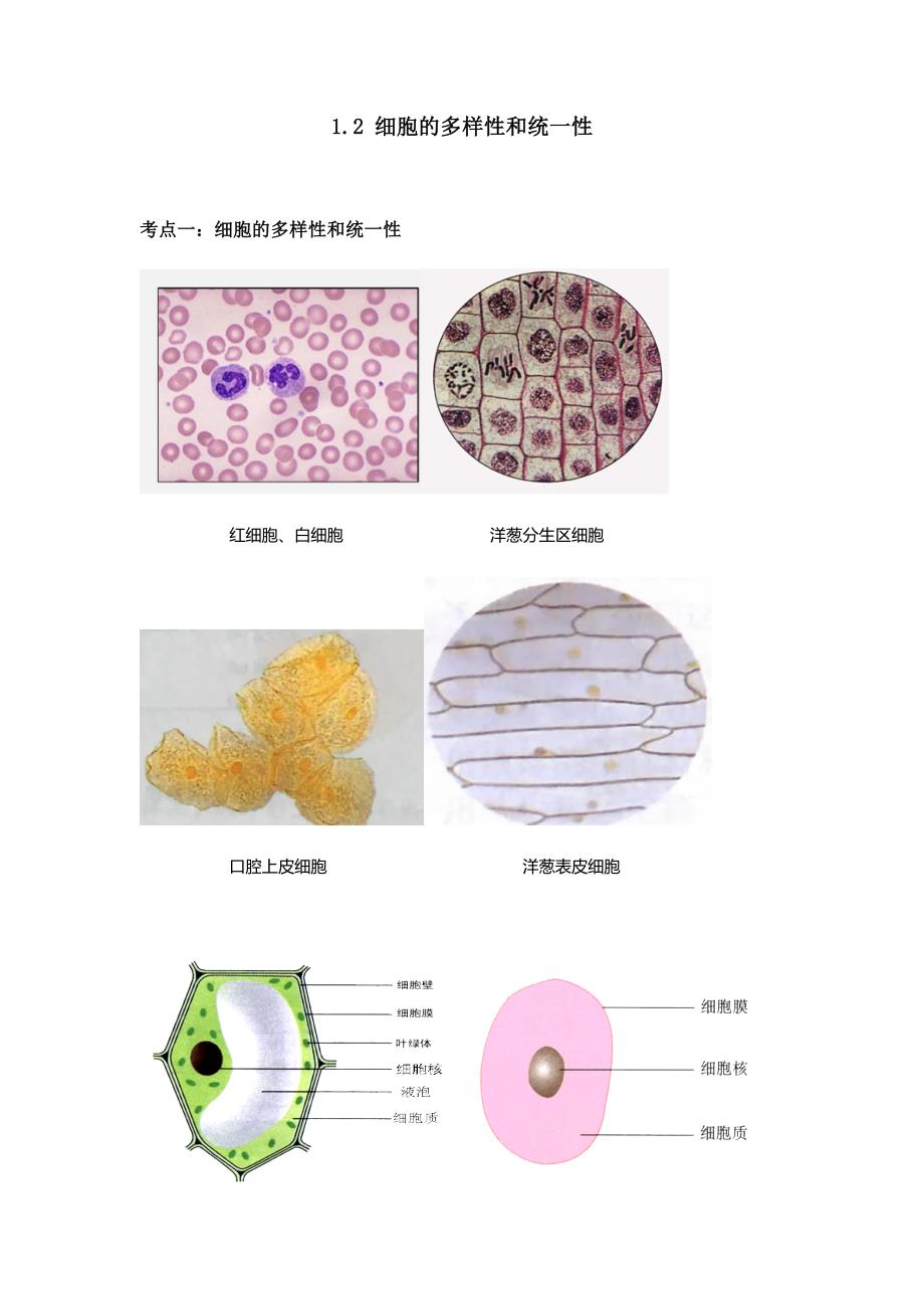 高一生物必修1人教版1.2细胞的多样性和统一性同步讲义_第1页