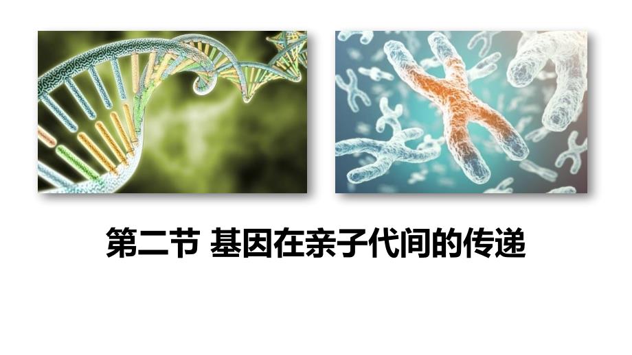 生物人教版（2024）八年级下册7.2.2基因在亲子代间的传递（共41张ppt）_第1页
