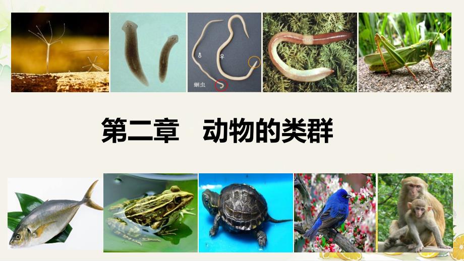 生物无脊椎动物课件2024-2025学年人教版生物七年级上册_第1页