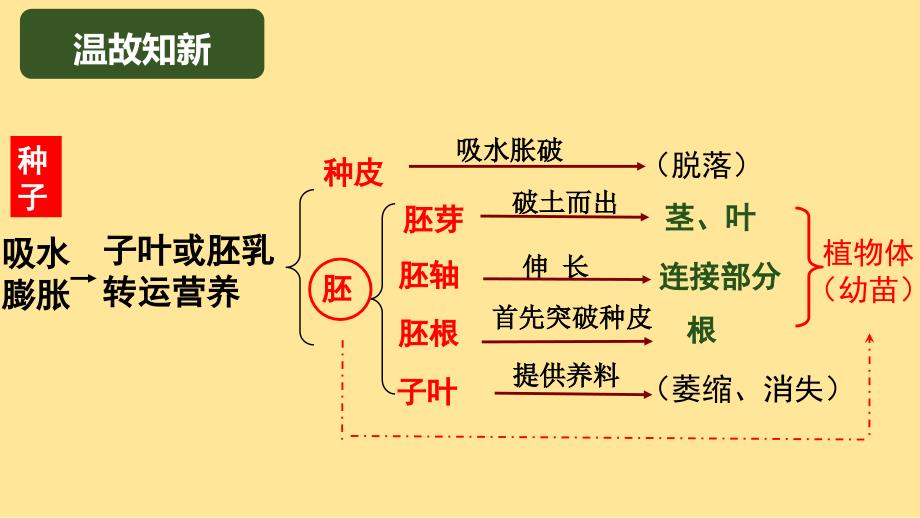 生物营养器官的生长课件2024-2025学年北师大版生物七年级上册_第1页