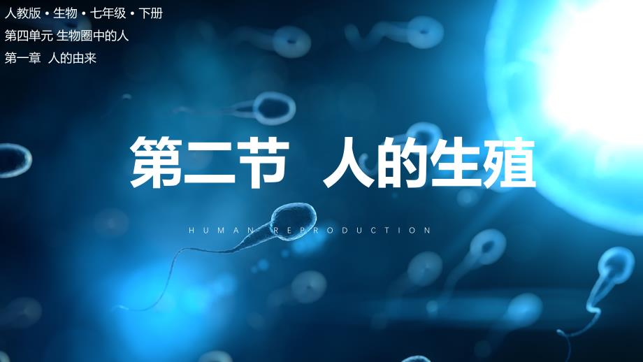 4-1-2人的生殖 大单元教学课件七年级生物下册（人教版）_第1页