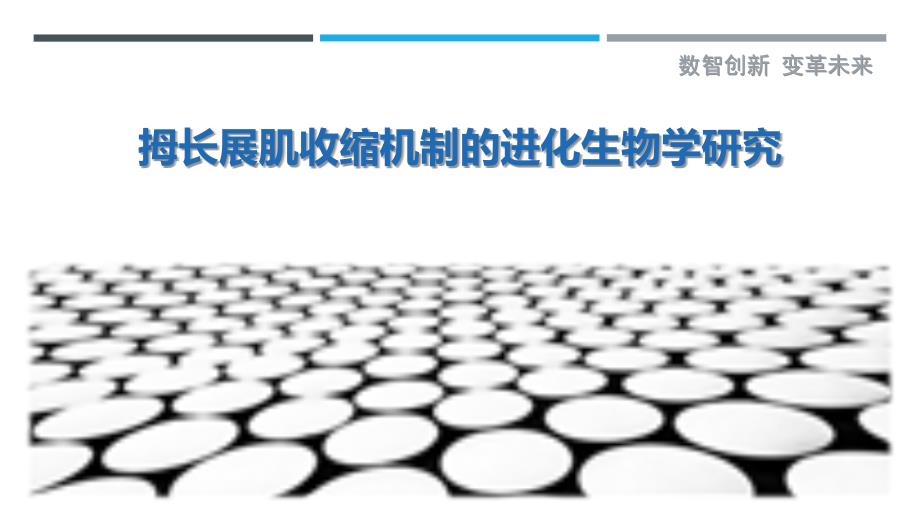 拇长展肌收缩机制的进化生物学研究_第1页