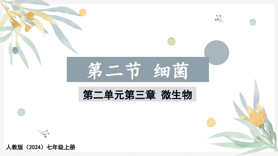 细菌 课件-2024-2025学年（2024）人教版生物七年级上册_第1页
