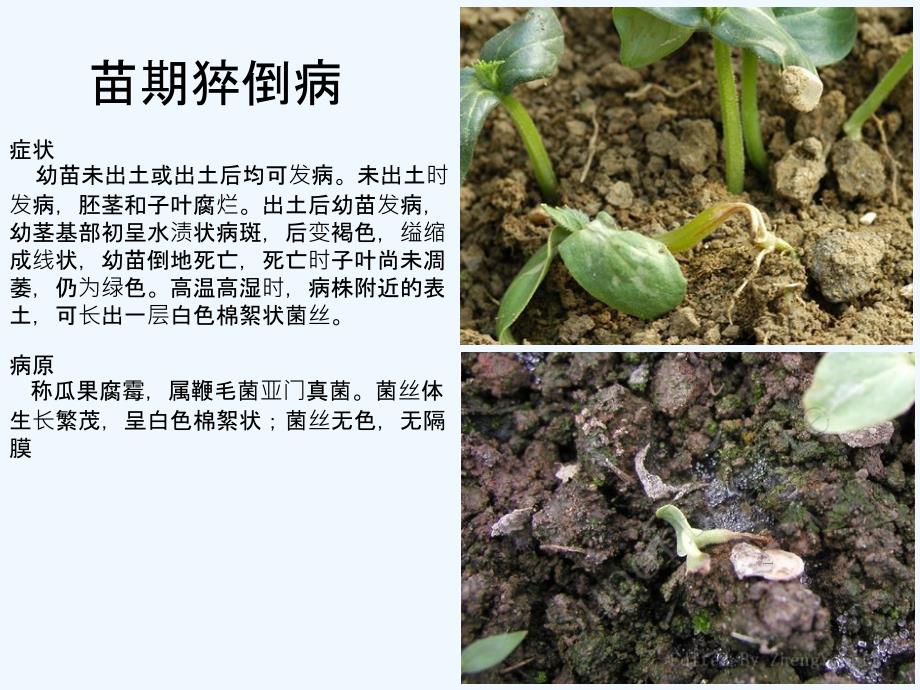 黄瓜病虫害图集-PPT_第1页