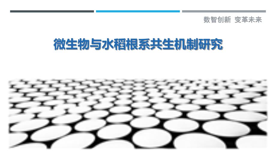 微生物与水稻根系共生机制研究-剖析洞察_第1页