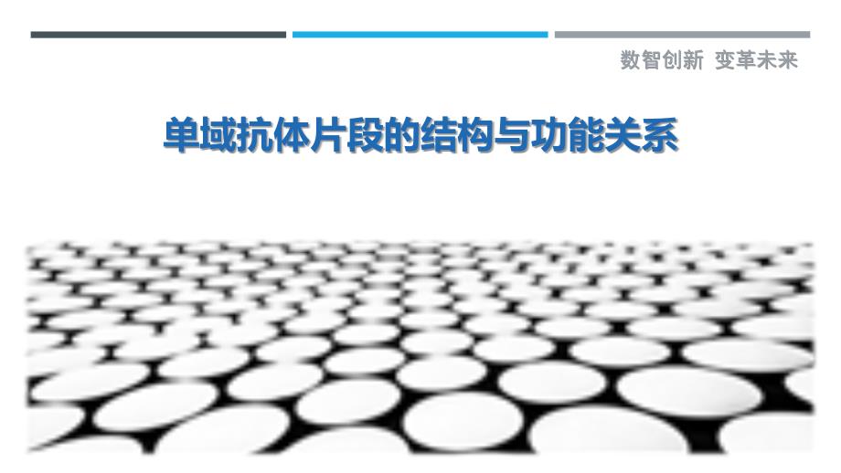 单域抗体片段的结构与功能关系-剖析洞察_第1页