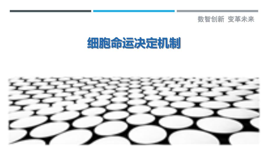 细胞命运决定机制-详解洞察_第1页