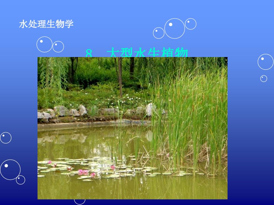 微生物学——大型水生植物_第1页