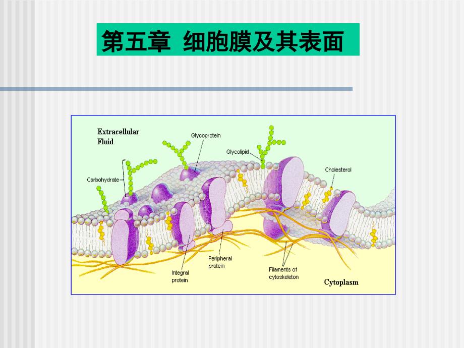 细胞膜及其表面_第1页
