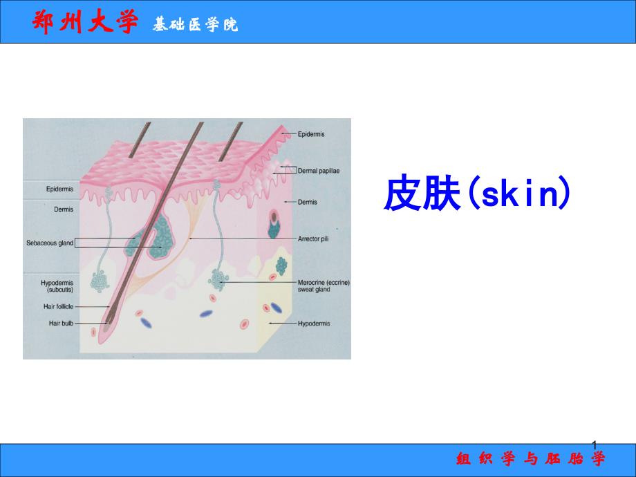 组织学与胚胎学郑州大学基础医学院皮肤课件_第1页
